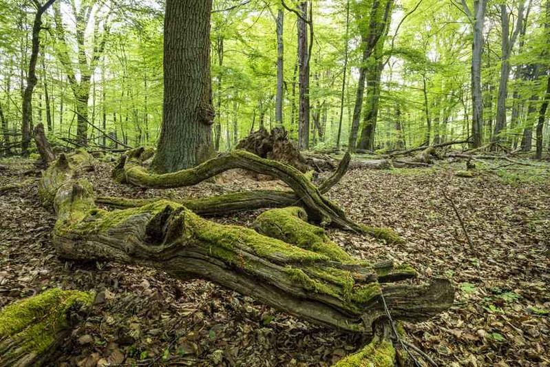 Im Vordergrund liegendes Totholz in einem strukturreichen Buchenmischwald im Frühjahr.