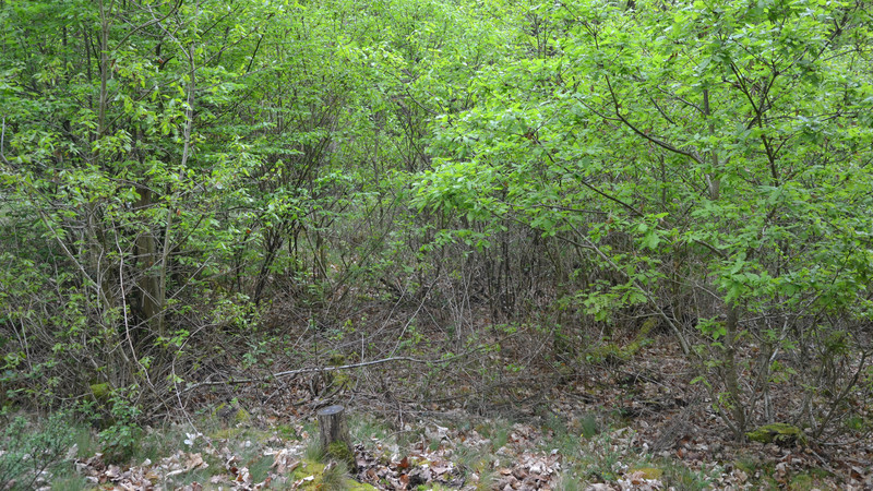 Waldrand Niederwald kleine Bäume