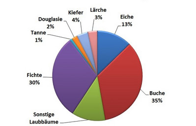 Diagramm Baumartenanteile: Buche 35 %, Fichte 30 %, Eiche 13%, Kiefer 4 %, Lärche 3 %, Douglasie 2 %, Tanne 1 %, sonstige Laubhölzer 12 %