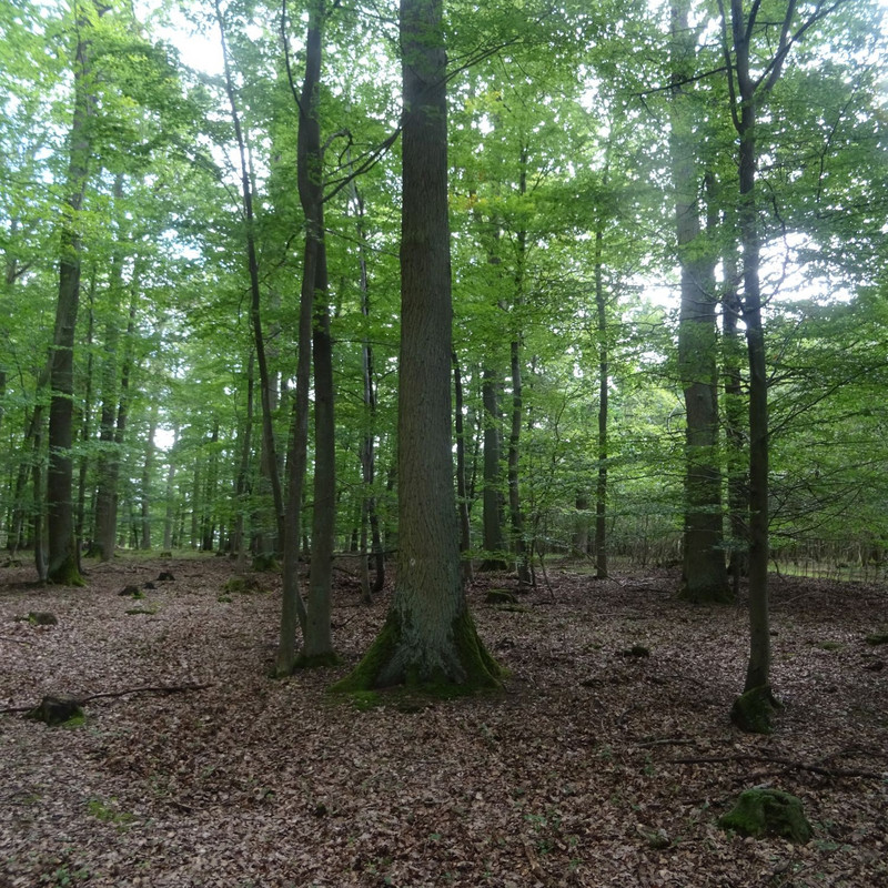 Das Bild zeigt: Wald im Forstamt Bad Sobernheim