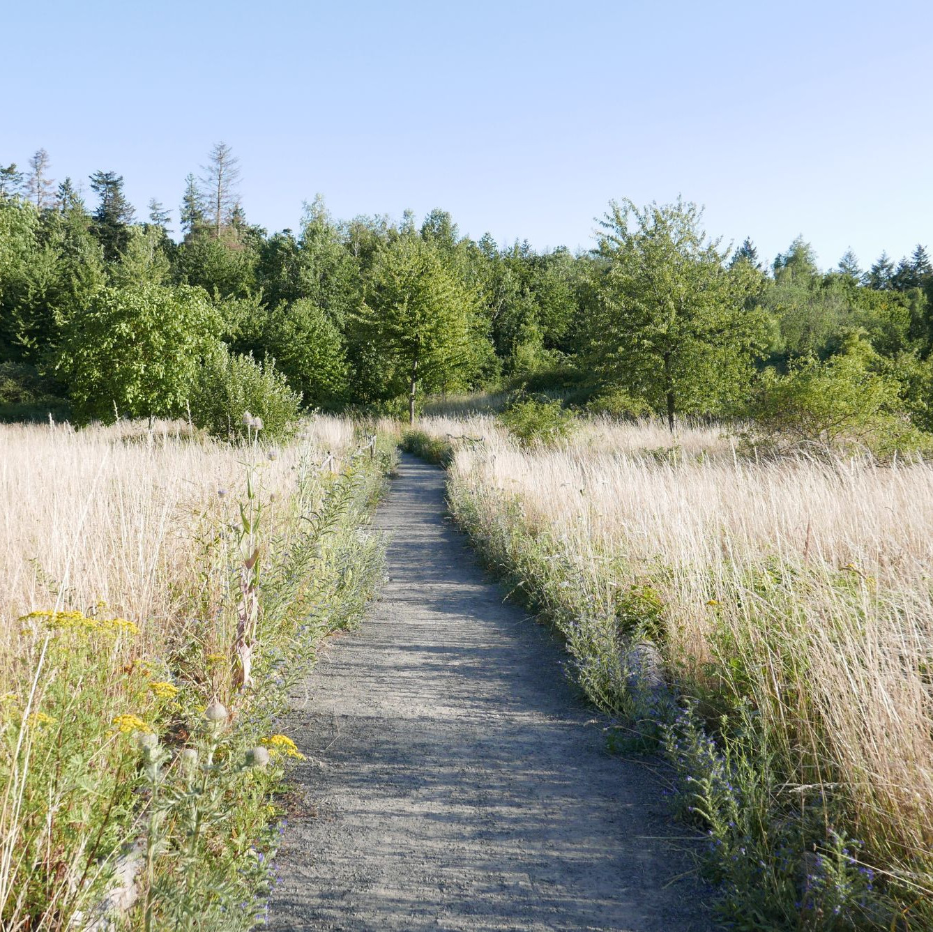 Wiese im Ober-Olmer Wald