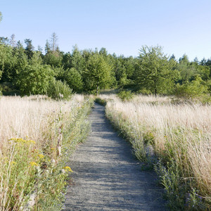 Wiese im Ober-Olmer Wald Wiese im Ober-Olmer Wald