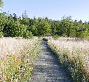 Wiese im Ober-Olmer Wald Wiese im Ober-Olmer Wald