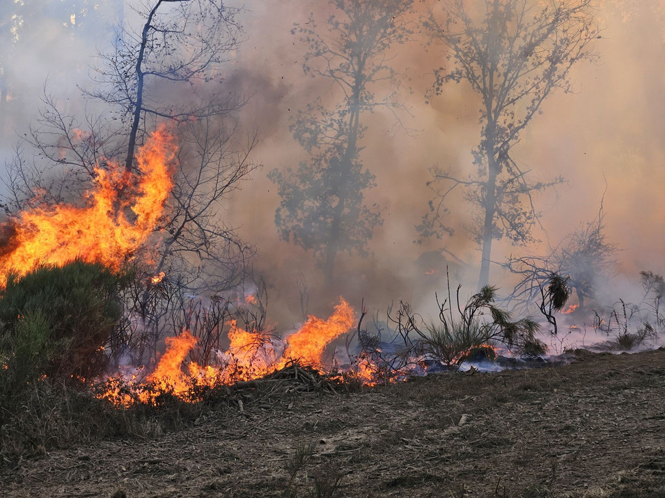 Auf dem Bild sehen Sie einen Waldbrand im Forstrevier Langenfeld