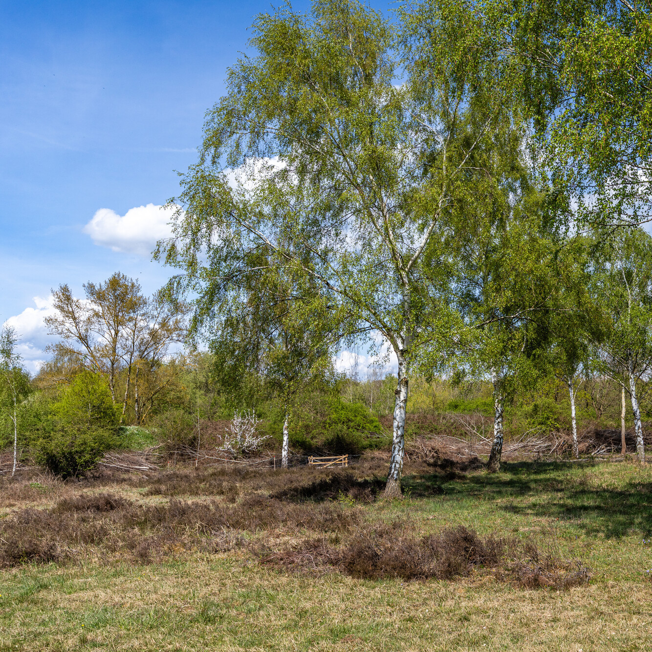Heide im Ober-Olmer Wald