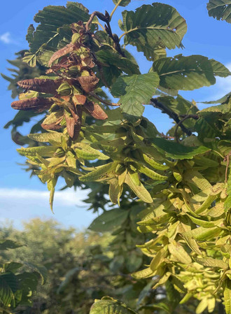 Das Bild zeigt: Nahaufnahme aus einer Hainbuchenkrone mit belaubten Zweigen und Flügelfrüchten