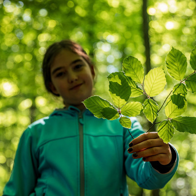 Ein Mädchen mit blauer Jacke hält im Sommerwald Buchenlaub gegen das Licht.