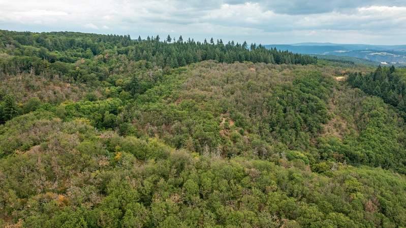Großflächige klimabedingte Waldschäden