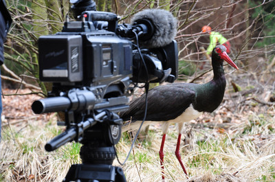 Medienarbeit zum Schwarzstorch Das Bild zeigt: Medienarbeit zum Schwarzstorch