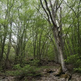 Blick in einen sommerlich belaubten Niederwald: Im Vordergrund rechts eine Eiche, drumherum stehen jüngere, dünnere Hainbuchen. Oft sind mehrere dünne Bäume aus einem Stock ausgeschlagen. Dazwischen sind deutlich die alten Baumwurzelstöcke oder ihre Relikte zu sehen.