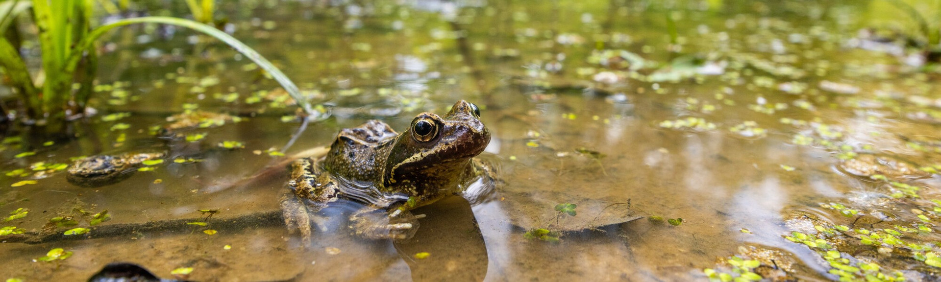 Frosch Frosch in einem flachen Tümpel im Ober-Olmer Wald