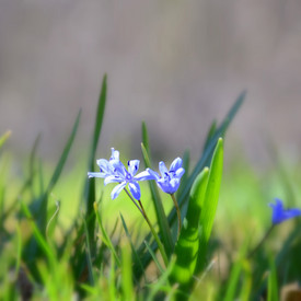 Frühlingsblume Blaustern in einer Wiese