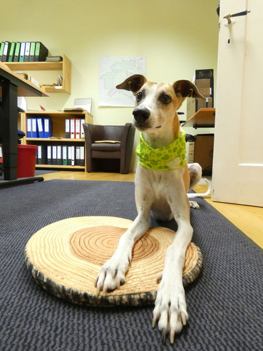 Das Bild zeigt: Bürohund Malu im Forstamt