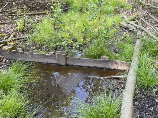 Das Bild zeigt Verschluss eines historischen Entwässerungsgrabens mit Hilfe von Spundwänden aus heimischem Holz. Die zusätzlich gepflanzten Erlen und Weiden sollen den Wasserabfluss langfristig reduzieren.