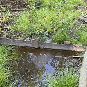 Verschluss eines historischen Entwässerungsgrabens mit Hilfe von Spundwänden aus heimischem Holz. Die zusätzlich gepflanzten Erlen und Weiden sollen den Wasserabfluss langfristig reduzieren. Das Bild zeigt Verschluss eines historischen Entwässerungsgrabens mit Hilfe von Spundwänden aus heimischem Holz. Die zusätzlich gepflanzten Erlen und Weiden sollen den Wasserabfluss langfristig reduzieren.