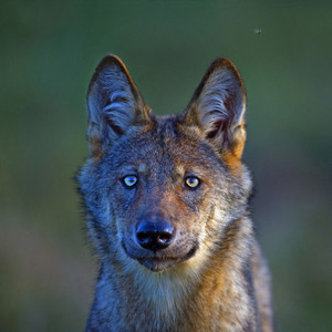 Portrait eines wilden Wolfes