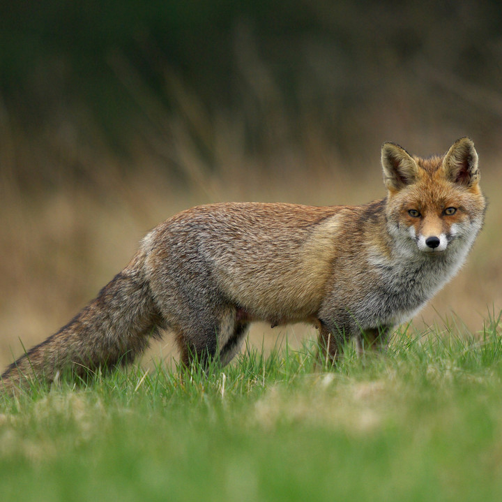 Angst vorm Fuchsbandwurm