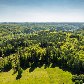Wald Luftbild