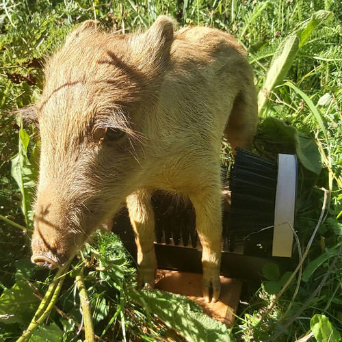 Frischling: Kleines Wildschwein