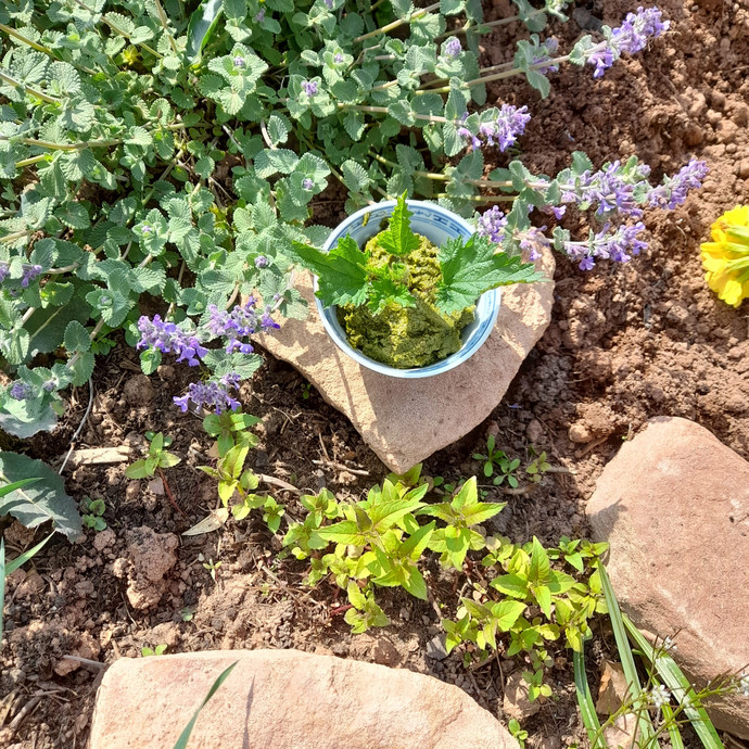 Das Bild zeigt verschiedene Gartenkräuter.
