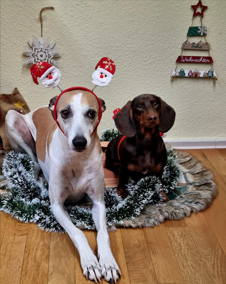 Weihnachtsgrüße der Bürohunde Malu und Hermine