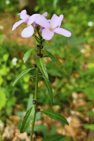 Zwiebel-Zahnwurz (Cardamine bulbifera)