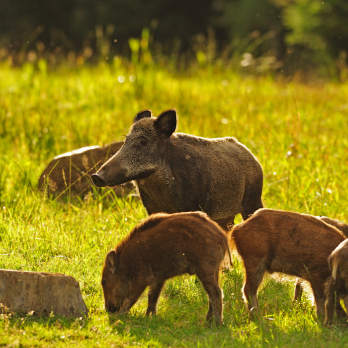 Schwarzwild in seinem natürlichen Lebensraum