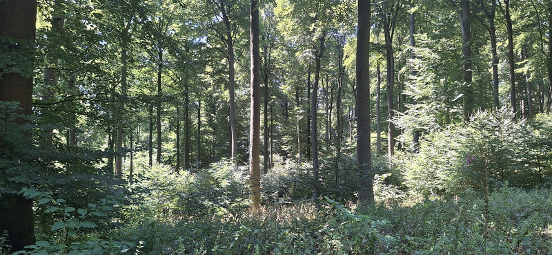 Das Bild zeigt einen sommerlichen Buchenwald mit Naturverjüngung und reicher Krautschicht im Forstrevier Laacher See