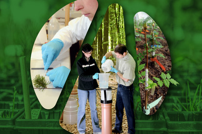 Das Bild zeigt Szenen aus wissenschaftlicher Arbeit bei Landesforsten Rheinland-Pfalz.
