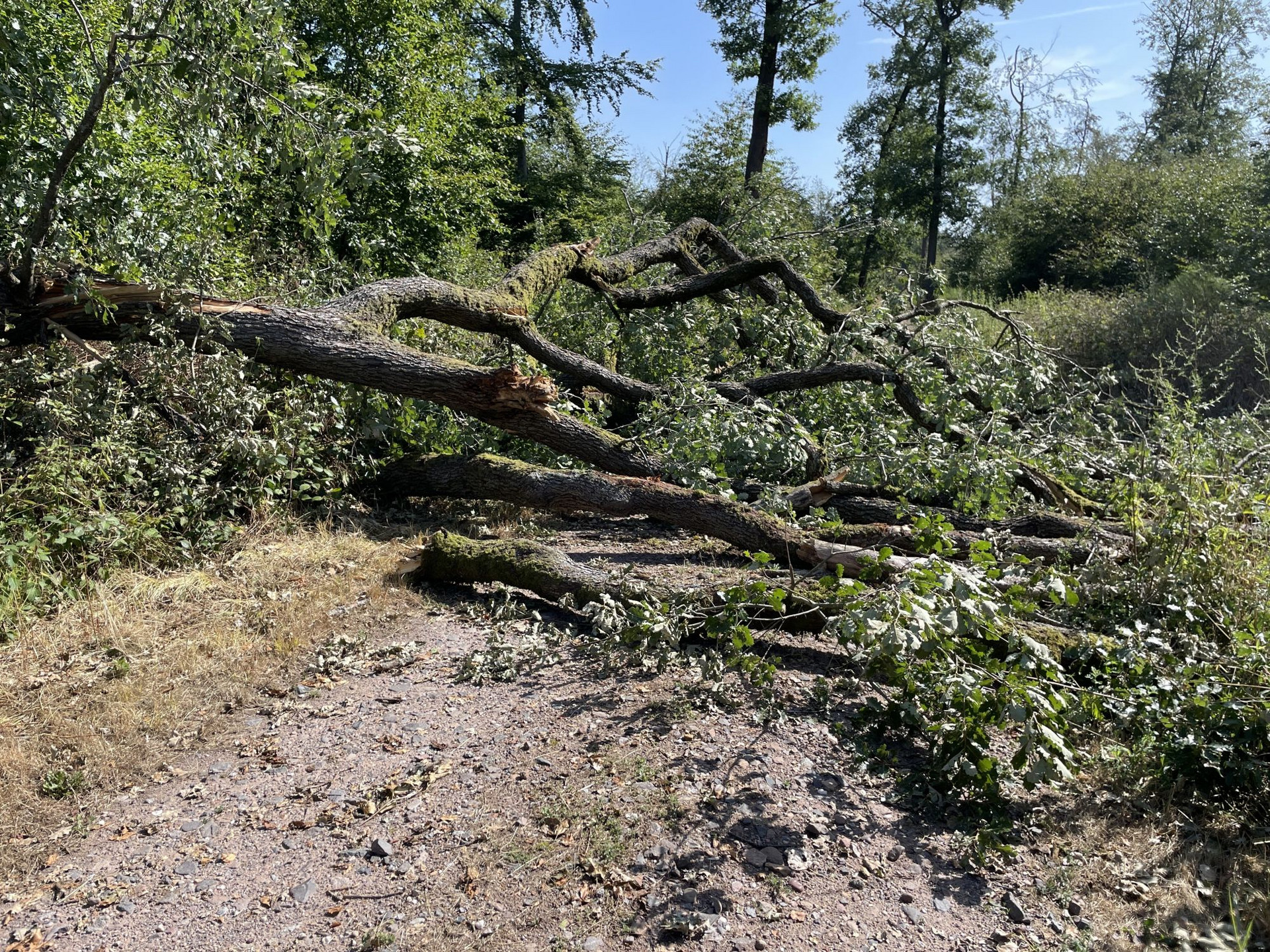 Umgefallene Eiche über Waldweg Umgefallene Eiche über Waldweg