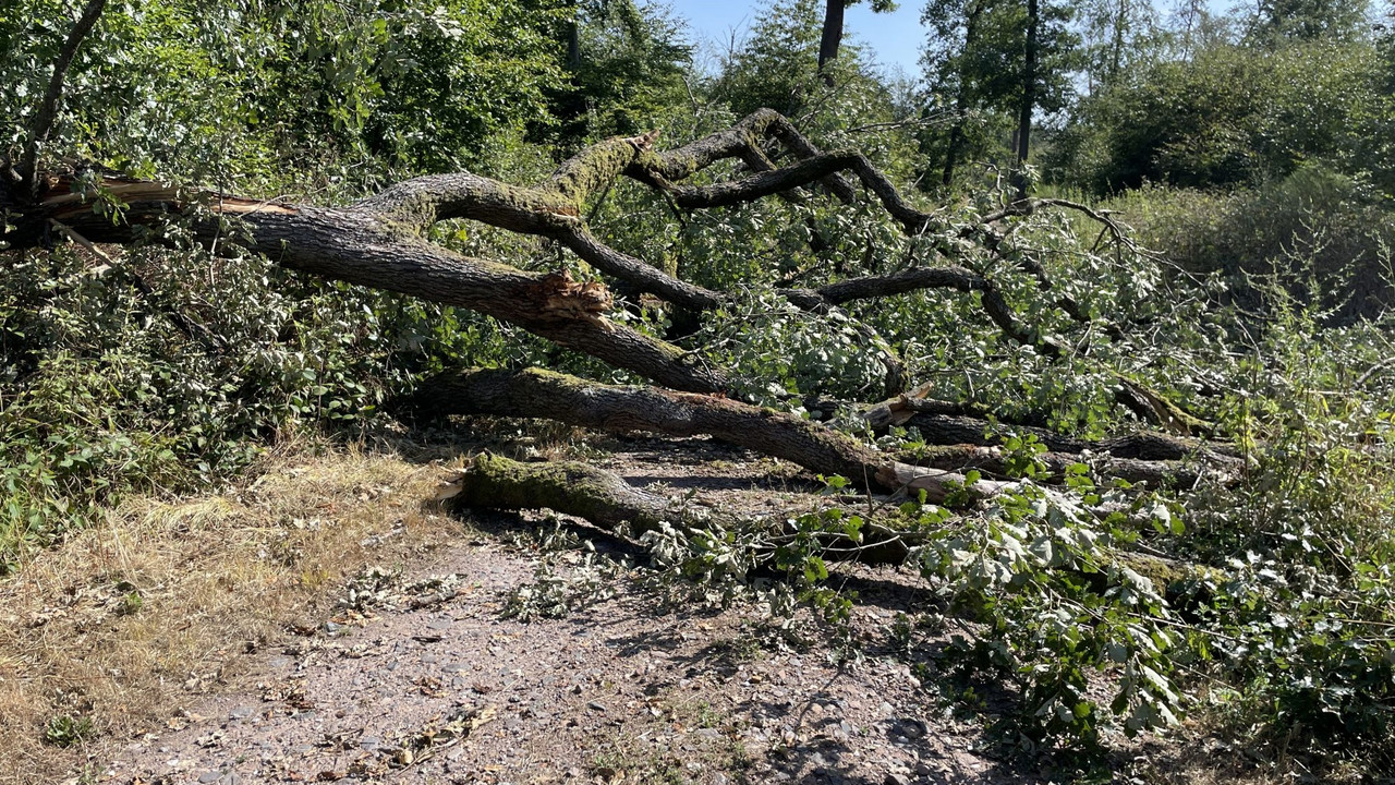 Das Bild zeigt eine umgefallene Eiche über dem Waldweg