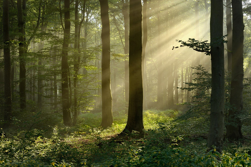 Von rechts oben einfallende Sonnenstrahlen in einen Wald