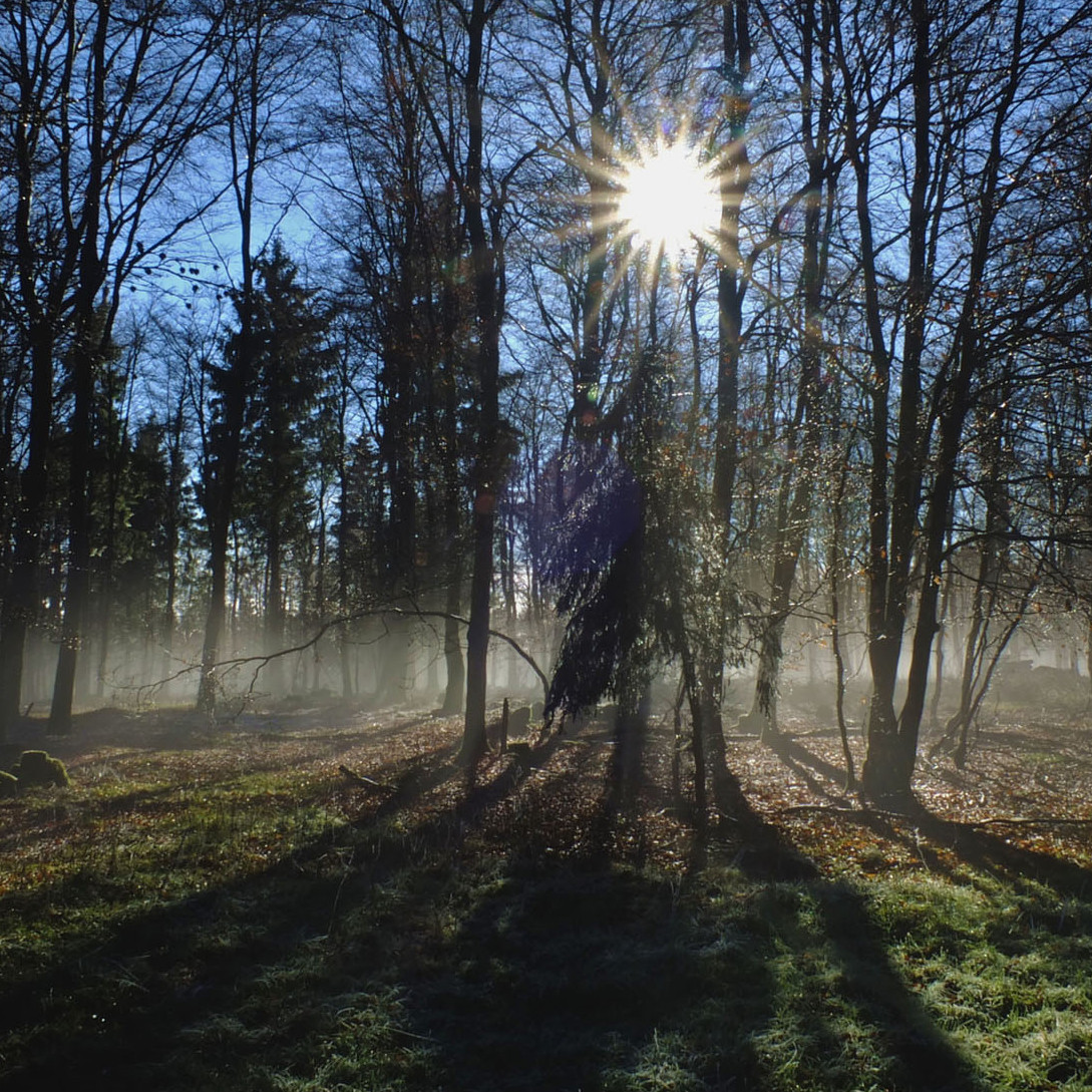 Das Bild zeigt: Mystischer Wald