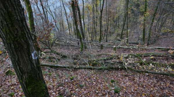 Gepflegter Niederwaldhang Gepflegter Niederwaldhang