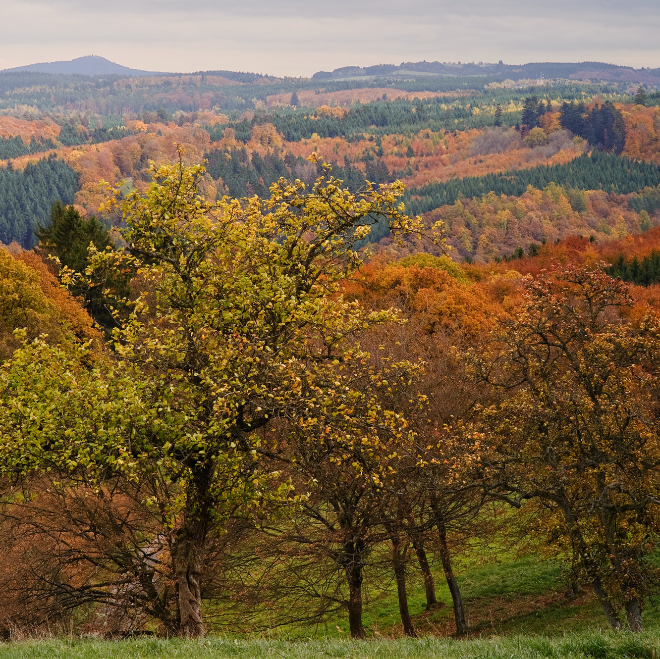 Das Bild zeigt: Herbstwald