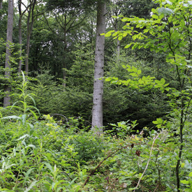 Wald im Forstamt Bad Sobernheim