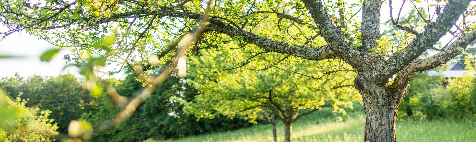 Eine Reihe von jungen Obstbäumen steht auf einer grünen Wiese