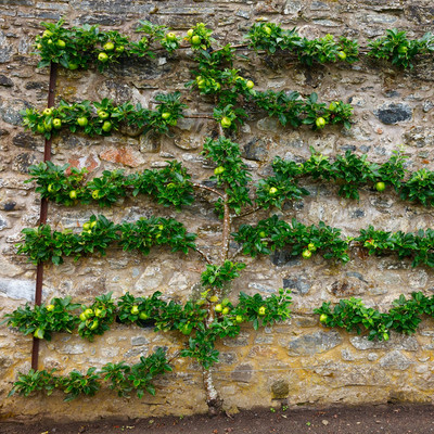 Spalierobst Ein Spalierobstbaum steht vor einer Bruchsteinmauer.
