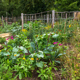 Lehrgarten Bunte Beete im Lehrgarten zeigen ihre Vielfalt.
