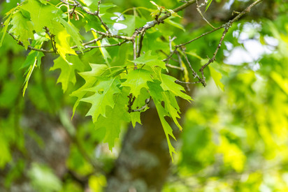Nördliche Rot-Eiche (Quercus rubra) Das Bild zeigt grün belaubte Zweige einer Nördlichen Rot-Eiche.
