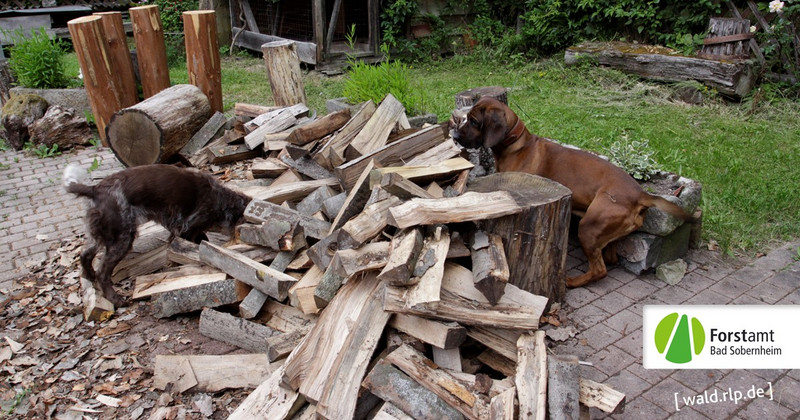 Das Bild zeigt eine Deutsche Wachtel und einen Hannoverischen Schweißhund an einem Brennholzhaufen