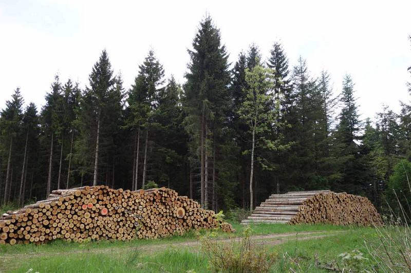 Das Bild zeigt: Kurzholz, d. h. Stammholzabschnitte, für die lokale Sägeindustrie.