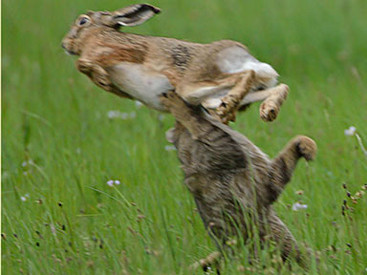 Wildkatze schlägt Hasen in der Luft; Bild: Ingrid Lamour und Richard Hansen
