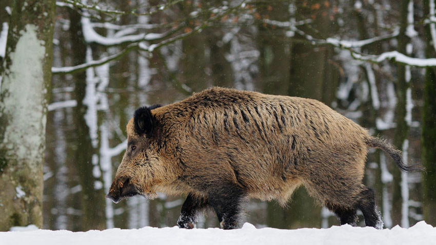 Wildschwein im Winter Das Bild zeigt: Wildschwein im Winter