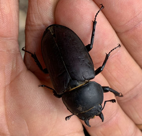19.09.2026 Grüne Waldnasen - Insektenerlebnistag Das Bild zeigt einen schwarzen Hirschkäfer auf der Hand