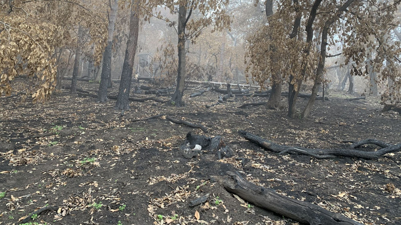 Das Bild zeigt eine Situation nach einem Waldbrand