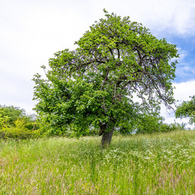 Alter Apfelbaum auf einer Wiese