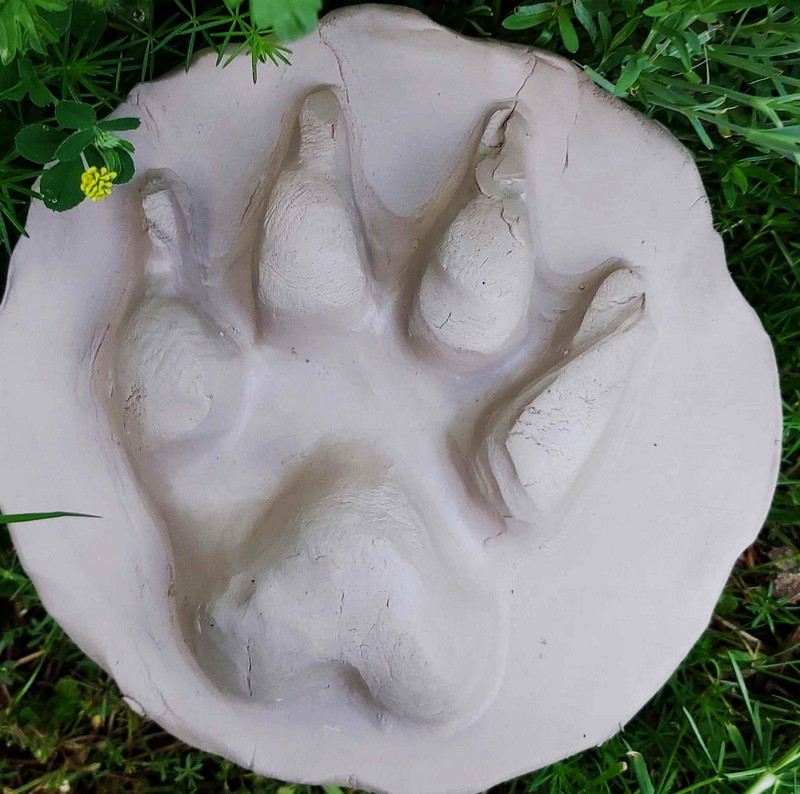 Trittsiegel eines Wolfs Das Bild zeigt: Trittsiegel eines Wolfs