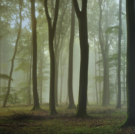 Das Bild zeigt Buchenwald im Nebel