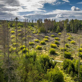 Initiierung von klimastabilerem Mischwald durch Pflanzung in Kleinstgruppen auf Borkenkäfer-Schadfläche